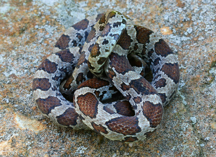 Eastern Milk Snake